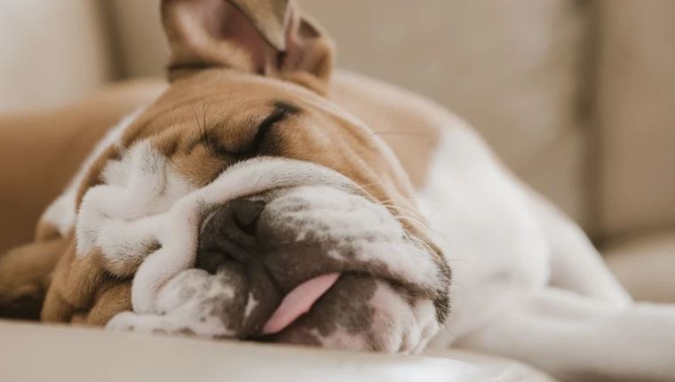 8 ράτσες σκύλων που λατρεύουν τον ύπνο