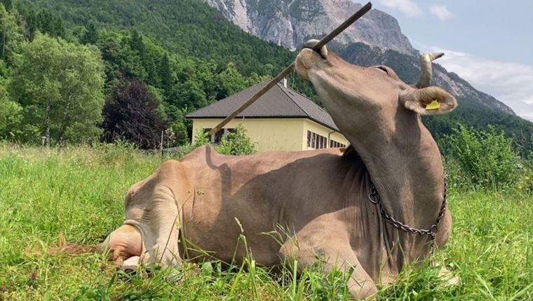 Aγελάδα στην Αυστρία χρησιμοποιήσε εργαλείο-γιατί είναι σημαντικό