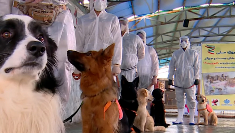 Οι εκπαιδευμένοι για να ανιχνεύουν τον κορoνοϊό σκύλοι της Τεχεράνης