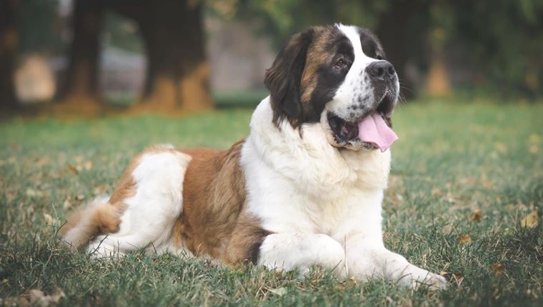 5 ράτσες σκύλων που ζουν για λιγότερα χρόνια