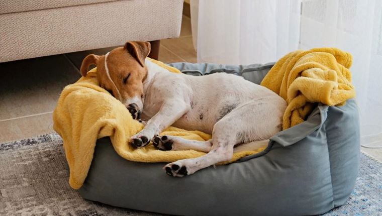Πώς να εκπαιδεύσεις τον σκύλο σου να κοιμάται στο κρεβάτι του