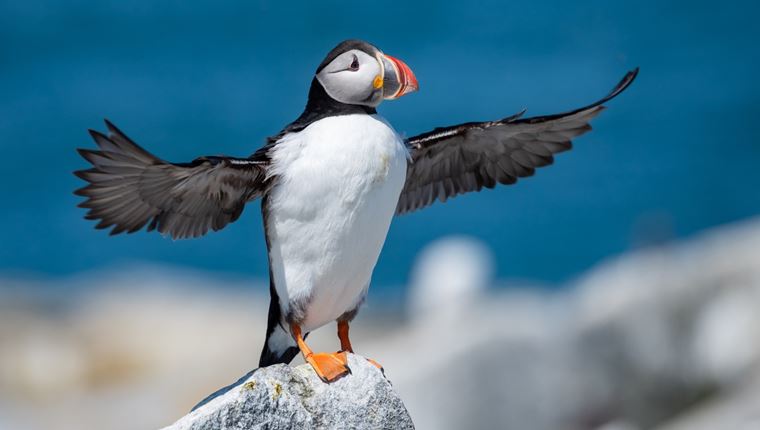 Αν θέλεις να μετράς θαλάσσιους παπαγάλους και να δουλεύεις, αυτή είναι η ευκαιρία σου