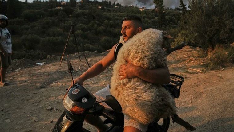 H viral φωτογραφία του 33χρονου που σώζει το πρόβατο πάνω στο μηχανάκι