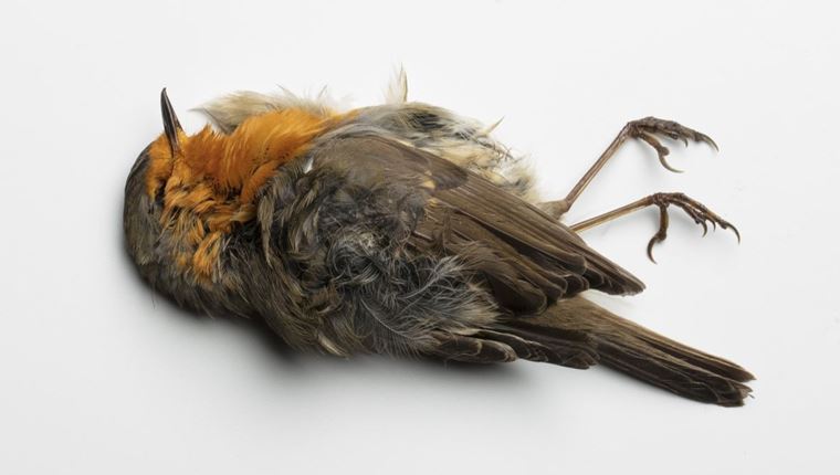 Επιστήμονες μετέτρεψαν νεκρά πουλιά σε ζόμπι-drones για να μας κατασκοπεύουν
