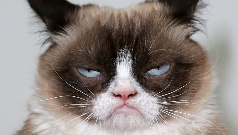 Τι θα συνέβαινε σε έναν κόσμο χωρίς γάτες;