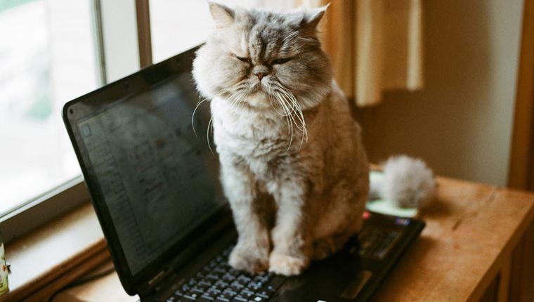 Γιατί οι γάτες αγαπούν τα πληκτρολόγια