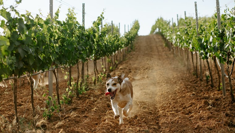 Απόδραση στις οινικές διαδρομές της Μαντινείας