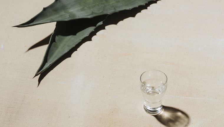 Η αγαύη επαναστάτησε