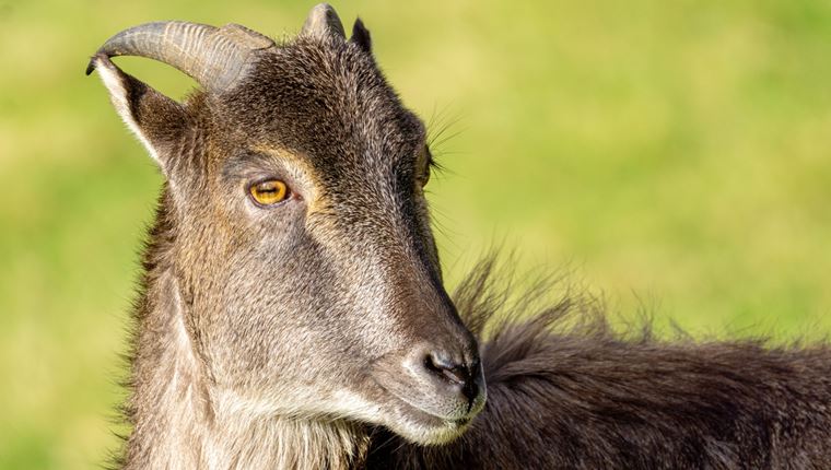 Σε άλλα νέα, στην Ιταλία χαρίζουν αγριοκάτσικα