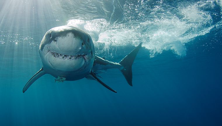 Οι επιθέσεις καρχαριών αυξάνονται
