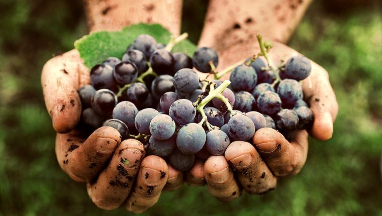 Η κλιματική αλλαγή απειλεί κάποια από τα καλύτερα κρασιά του κόσμου