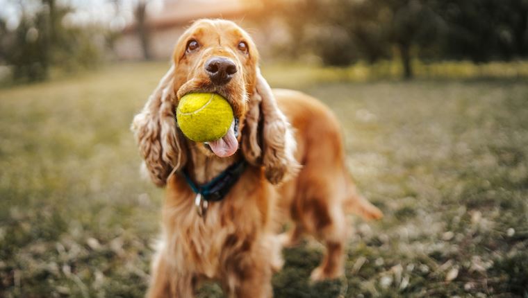 Έτσι θα καταλάβεις αν ο σκύλος σου είναι ιδιοφυΐα