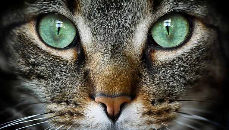 Έτσι βλέπουν τον κόσμο τα ζώα