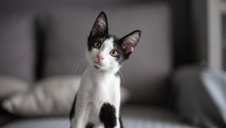 Πώς θα μάθεις στη γάτα σου να ακούει το όνομά της