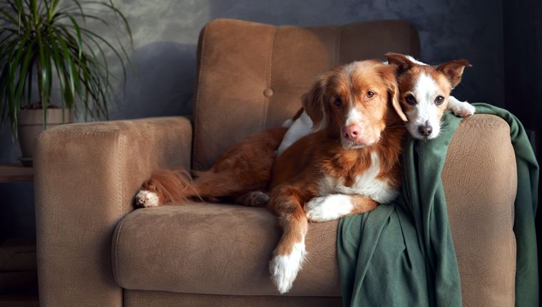 Ήξερες ότι ένας σκύλος μπορεί να κάνει πιο δελεαστική την αγορά ενός ακινήτου;