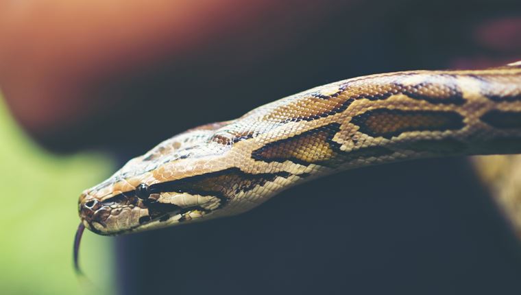 Κι όμως, στο μέλλον θα τρώμε φίδια