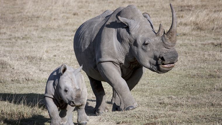 Στα καλά νέα της ημέρας, μόλις εμφανίστηκε ένα σπάνιο μωρό ρινόκερος στη ζούγκλα Ιάβας