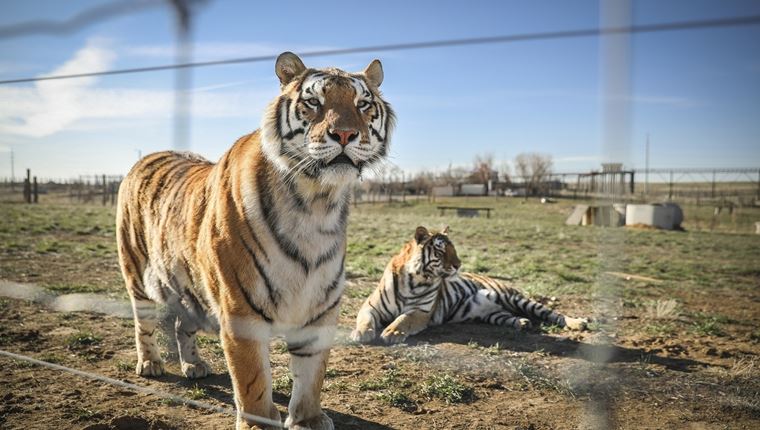 6 ενδιαφέρουσες σειρές ντοκιμαντέρ του Netflix σε ένα επικό trailer