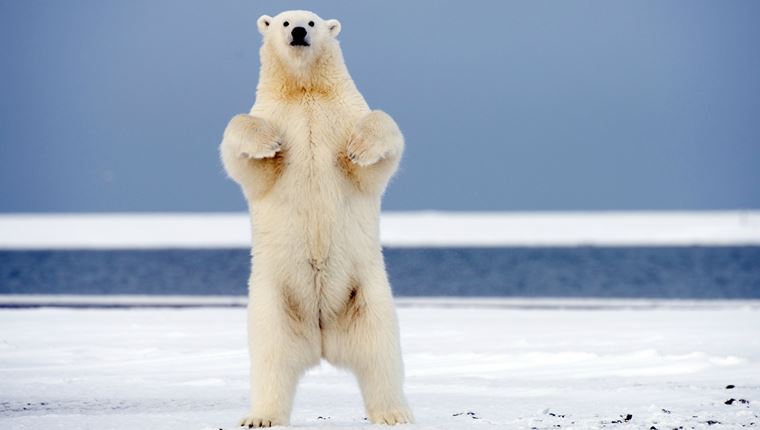 Γιατί οι πολικές αρκούδες κατέβηκαν στη βόρεια ρωσική επαρχία