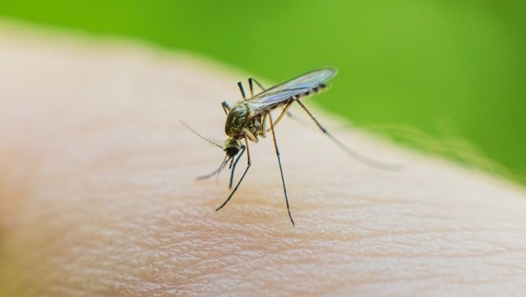 Τα πιο επικίνδυνα ζώα του κόσμου που μπορεί να συναντήσεις στις διακοπές σου