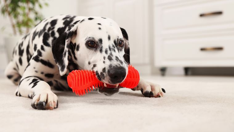 Πώς να μάθεις στον σκύλο σου να μη δαγκώνει, σύμφωνα με το Harvard