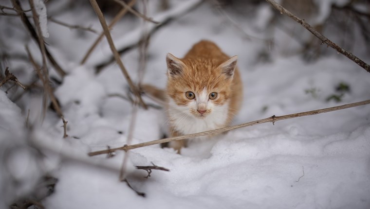 Πώς μπορείς να βοηθήσεις τα αδέσποτα στην κακοκαιρία