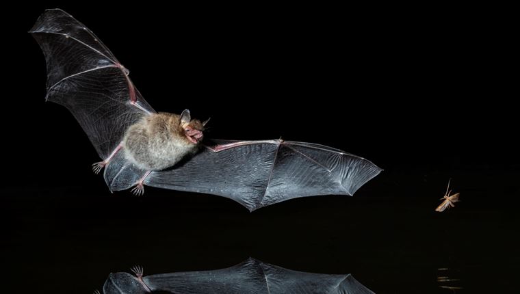 Οι δύο προειδοποιήσεις που έστειλε η φύση για τον νέο κορονοϊό