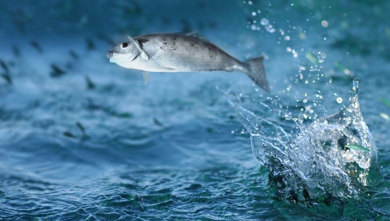 Νορβηγός δημοσιογράφος έφαγε &#39;χαστούκι&#39; από ιπτάμενο ψάρι σε ζωντανή μετάδοση