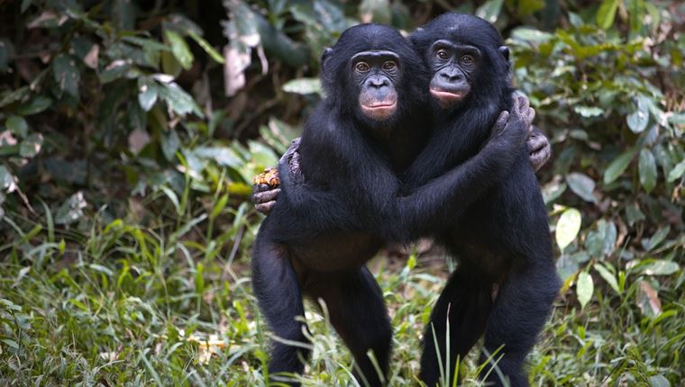 Αυτό το είδος πιθήκων επικοινωνεί όπως οι άνθρωποι