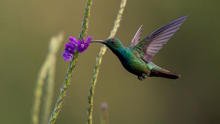Αυτό είναι το μοναδικό πουλί που πετάει και προς τα πίσω