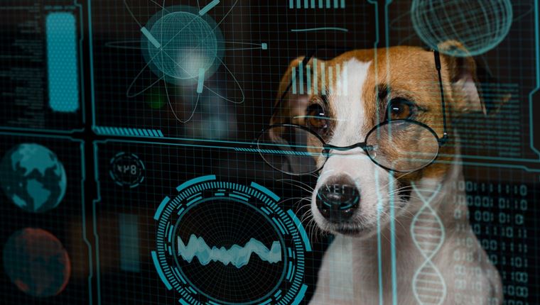 Tι μπορεί να κάνει το ChatGPT για το κατοικίδιό σου