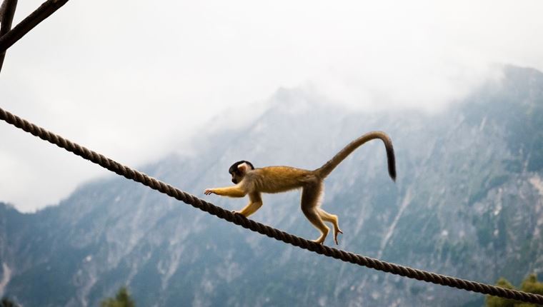 Γιατί οι άνθρωποι δεν έχουν ουρά
