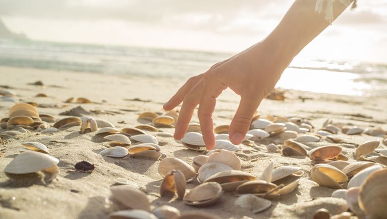 Γιατί δεν πρέπει να μαζεύουμε κοχύλια από την παραλία, σύμφωνα με την επιστήμη