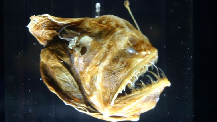 O "μαύρος διάβολος" βγήκε στην επιφάνεια και υπάρχει video