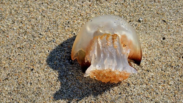 Τσιμπήματα στις διακοπές: Πώς να τα αντιμετωπίσεις