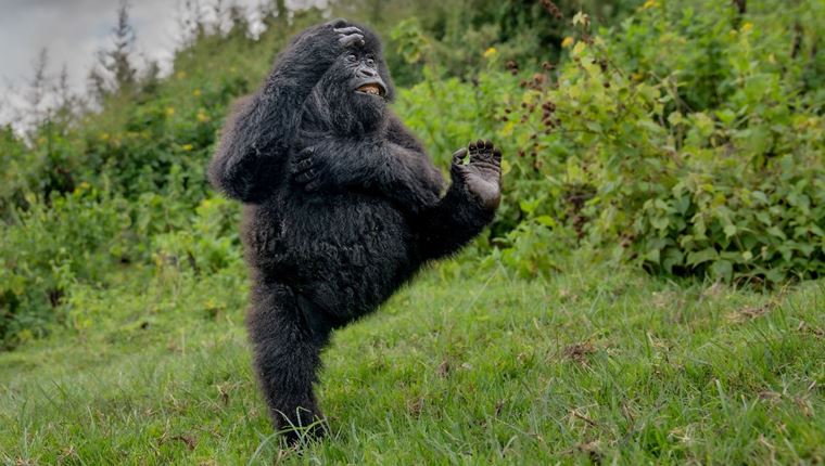 Ανακοινώθηκαν οι νικητές των Βραβείων Nikon Comedy Wildlife Awards 2025