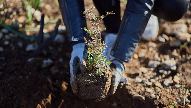 Η Παπαστράτος φυτεύει 70.000 δέντρα