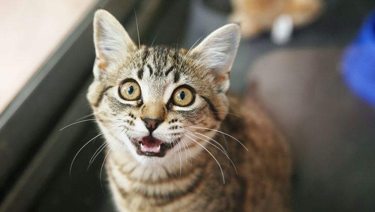 Γιατί νιαουρίζει συνέχεια η γάτα σου;