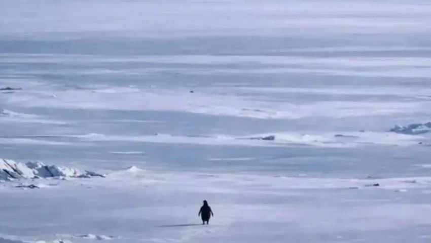 Αυτή είναι ιστορία του πιο viral πιγκουίνου στο ίντερνετ-Γιατί κατέκλυσε τα social media