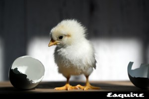 Συνδέονται τα αυγά με την έντονη σεξουαλική δραστηριότητα; Η απάντηση της επιστήμης - εικόνα 1