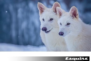 Ανταρόλυκος: Μήπως η επιστροφή του δεν είναι και τόσο επιστροφή; - εικόνα 1