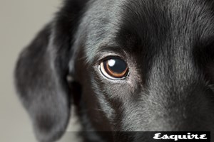 Αυτό είναι το πιο χαρούμενο ζώο του κόσμου - εικόνα 1