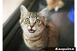 Πώς μία γάτα μπορεί να αλλάξει τον εγκέφαλό σου - εικόνα 1