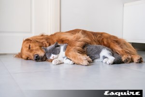 Σπάνια αγριόγατα εμφανίστηκε στην λίμνη Κερκίνη (εικόνες) - εικόνα 1