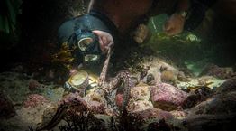 Δεν περιμένεις να κλάψεις με ένα ντοκιμαντέρ για χταπόδι αλλά θα συμβεί