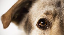 Μιλάνε τελικά τη γλώσσα μας οι σκύλοι;