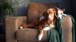 Ήξερες ότι ένας σκύλος μπορεί να κάνει πιο δελεαστική την αγορά ενός ακινήτου;