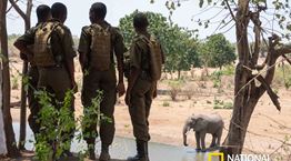 Ο James Cameron γύρισε ντοκιμαντέρ για την λαθροθηρία ελεφάντων