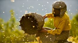 Ποιο είναι το Honeyland που είναι υποψήφιο σε δύο κατηγορίες για Όσκαρ