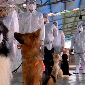 Οι εκπαιδευμένοι για να ανιχνεύουν τον κορoνοϊό σκύλοι της Τεχεράνης